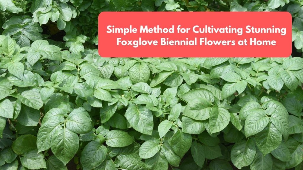 Simple Method for Cultivating Stunning Foxglove Biennial Flowers at Home