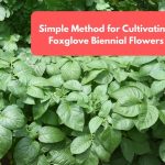 Simple Method for Cultivating Stunning Foxglove Biennial Flowers at Home