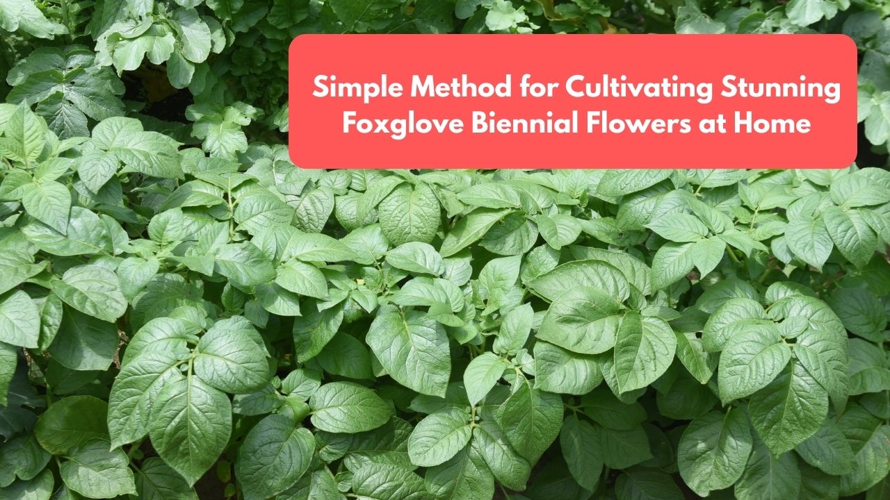 Simple Method for Cultivating Stunning Foxglove Biennial Flowers at Home