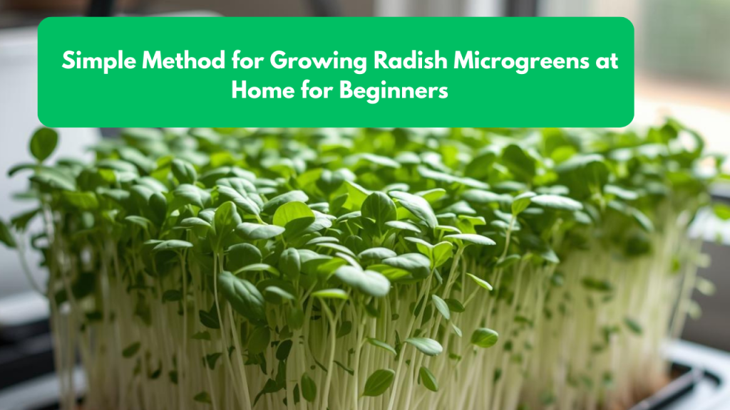 Simple Method for Growing Radish Microgreens at Home for Beginners