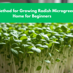 Simple Method for Growing Radish Microgreens at Home for Beginners