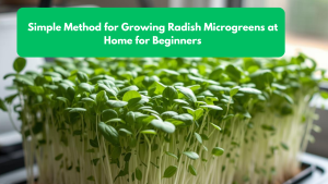 Simple Method for Growing Radish Microgreens at Home for Beginners