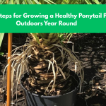 Simple Steps for Growing a Healthy Ponytail Palm Outdoors Year Round