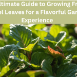 The Ultimate Guide to Growing French Sorrel Leaves for a Flavorful Garden Experience