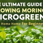 The Ultimate Guide to Growing Moringa Microgreens at Home for Beginners