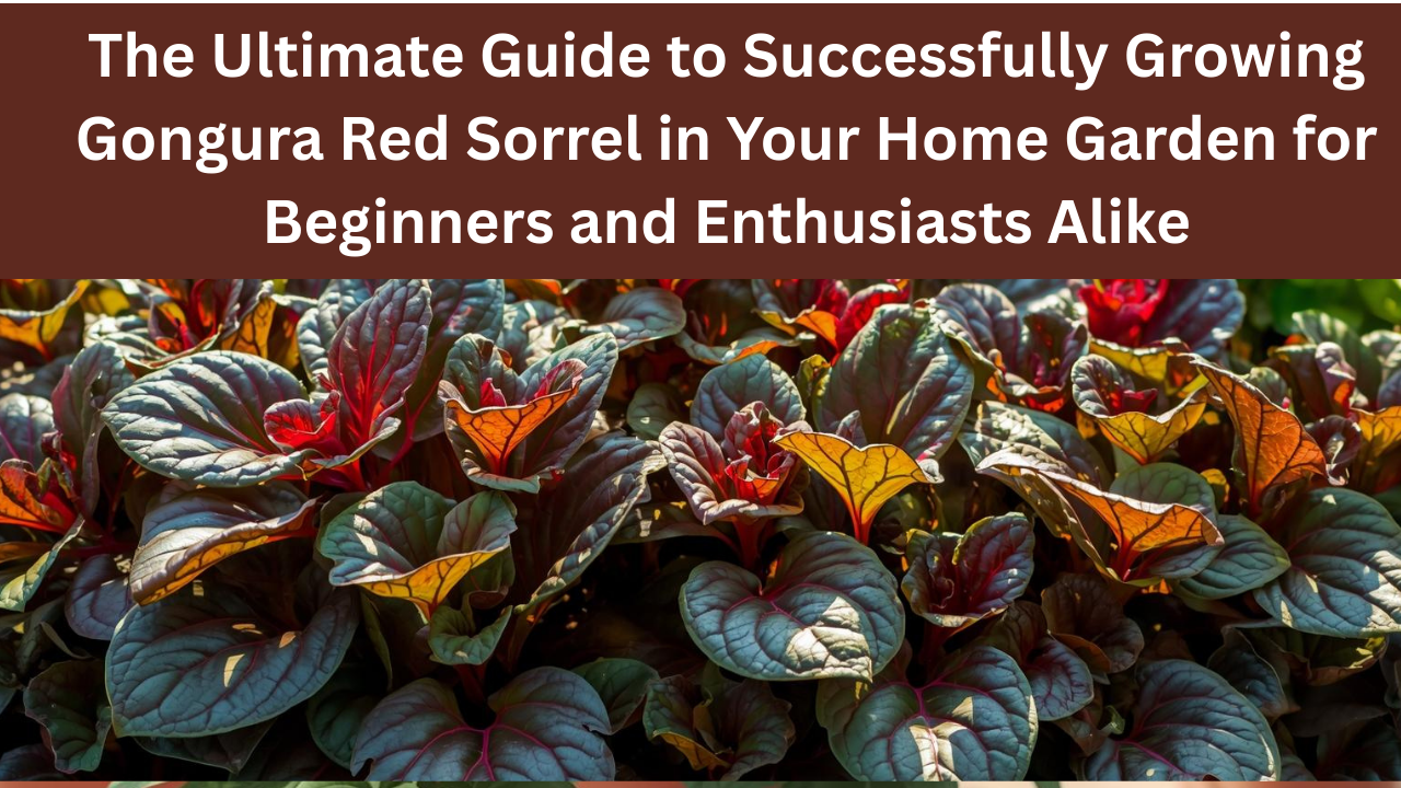 The Ultimate Guide to Successfully Growing Gongura Red Sorrel in Your Home Garden for Beginners and Enthusiasts Alike