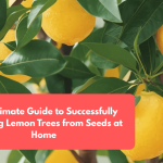 The Ultimate Guide to Successfully Growing Lemon Trees from Seeds at Home