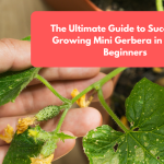 The Ultimate Guide to Successfully Growing Mini Gerbera in Pots for Beginners