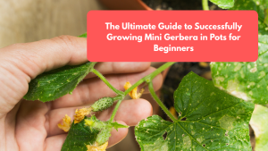 The Ultimate Guide to Successfully Growing Mini Gerbera in Pots for Beginners