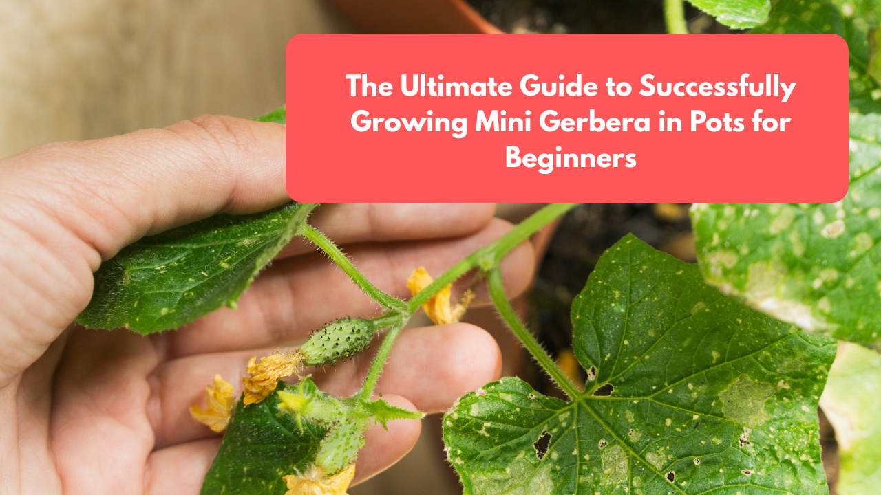 The Ultimate Guide to Successfully Growing Mini Gerbera in Pots for Beginners