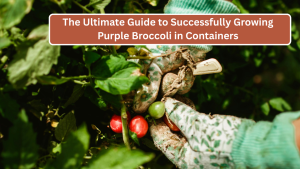 The Ultimate Guide to Successfully Growing Purple Broccoli in Containers