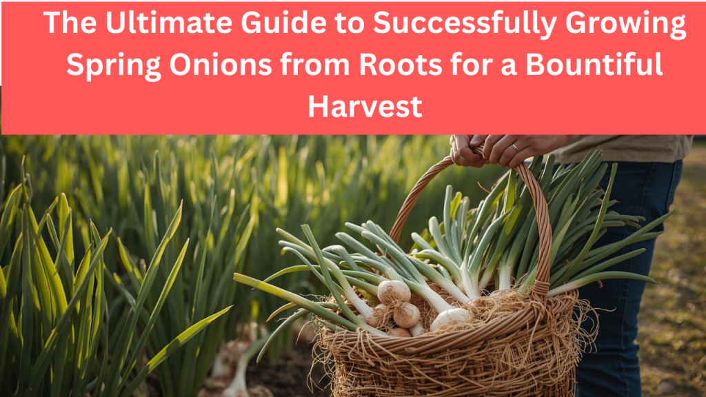 The Ultimate Guide to Successfully Growing Spring Onions from Roots for a Bountiful Harvest