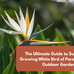 The Ultimate Guide to Successfully Growing White Bird of Paradise in Your Outdoor Garden