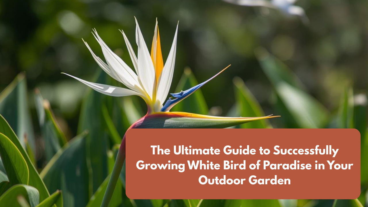 The Ultimate Guide to Successfully Growing White Bird of Paradise in Your Outdoor Garden