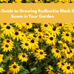 Ultimate Guide to Growing Rudbeckia Black Eyed Susan in Your Garden