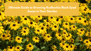 Ultimate Guide to Growing Rudbeckia Black Eyed Susan in Your Garden