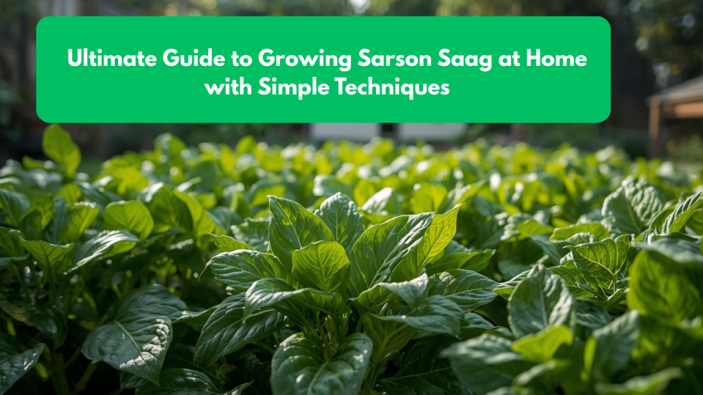 Ultimate Guide to Growing Sarson Saag at Home with Simple Techniques