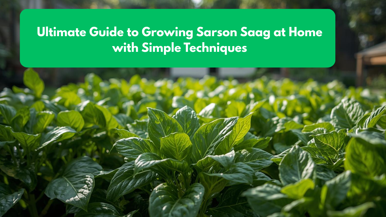 Ultimate Guide to Growing Sarson Saag at Home with Simple Techniques