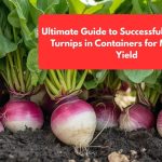 Ultimate Guide to Successfully Growing Turnips in Containers for Maximum Yield