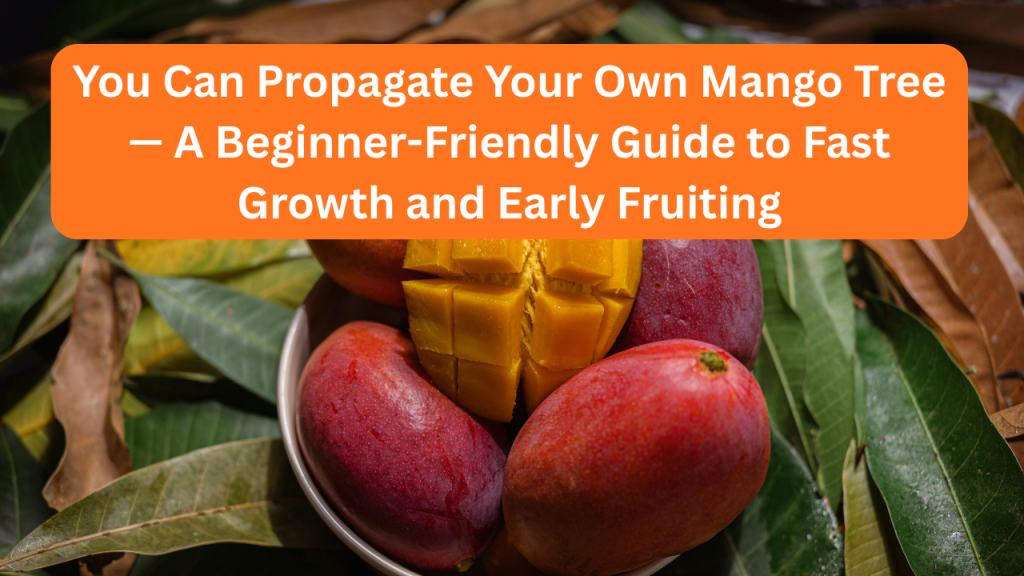 You Can Propagate Your Own Mango Tree — A Beginner-Friendly Guide to Fast Growth and Early Fruiting
