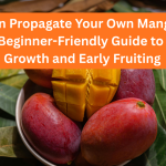 You Can Propagate Your Own Mango Tree — A Beginner-Friendly Guide to Fast Growth and Early Fruiting