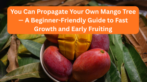 You Can Propagate Your Own Mango Tree — A Beginner-Friendly Guide to Fast Growth and Early Fruiting